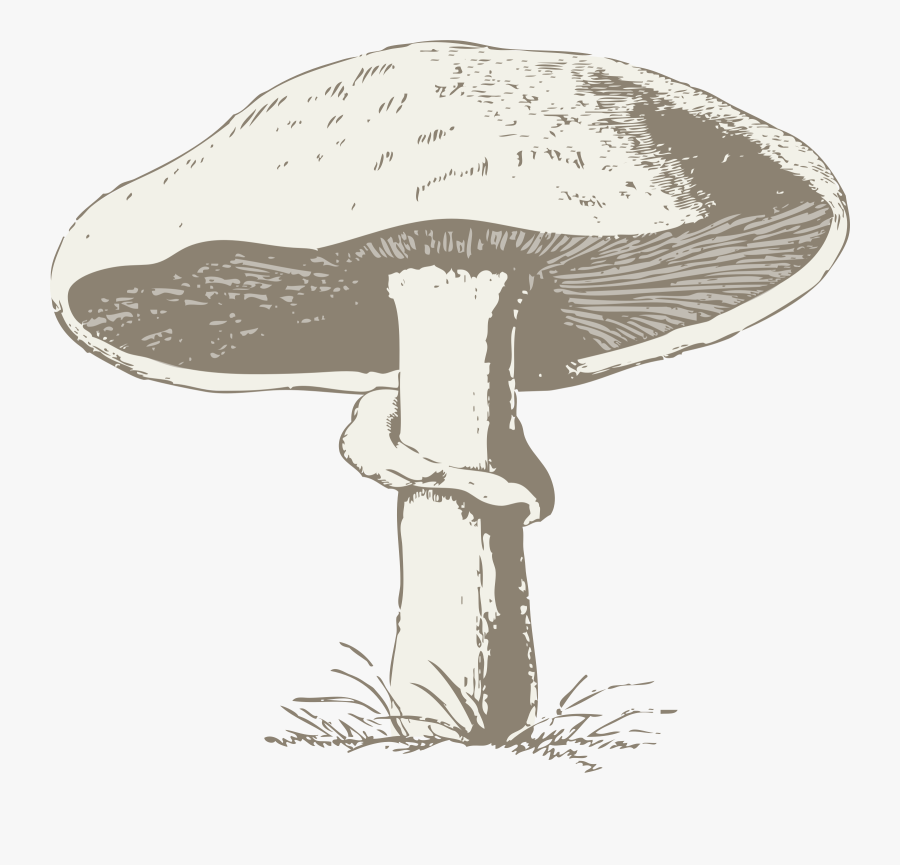 Free Vector Mushroom Clip Art - Mushroom Drawing Png, Transparent Clipart