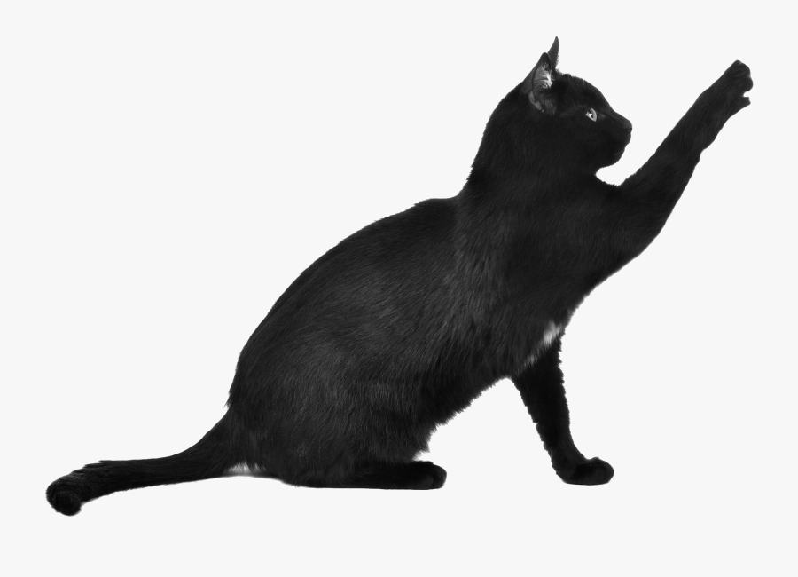 Black Cat Cat Png, Transparent Clipart