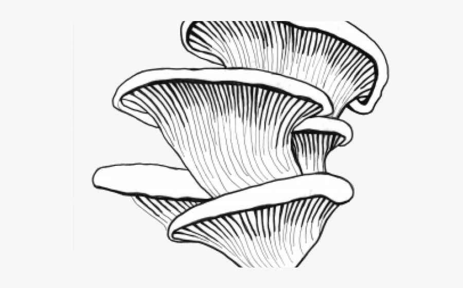 Line Art, Transparent Clipart