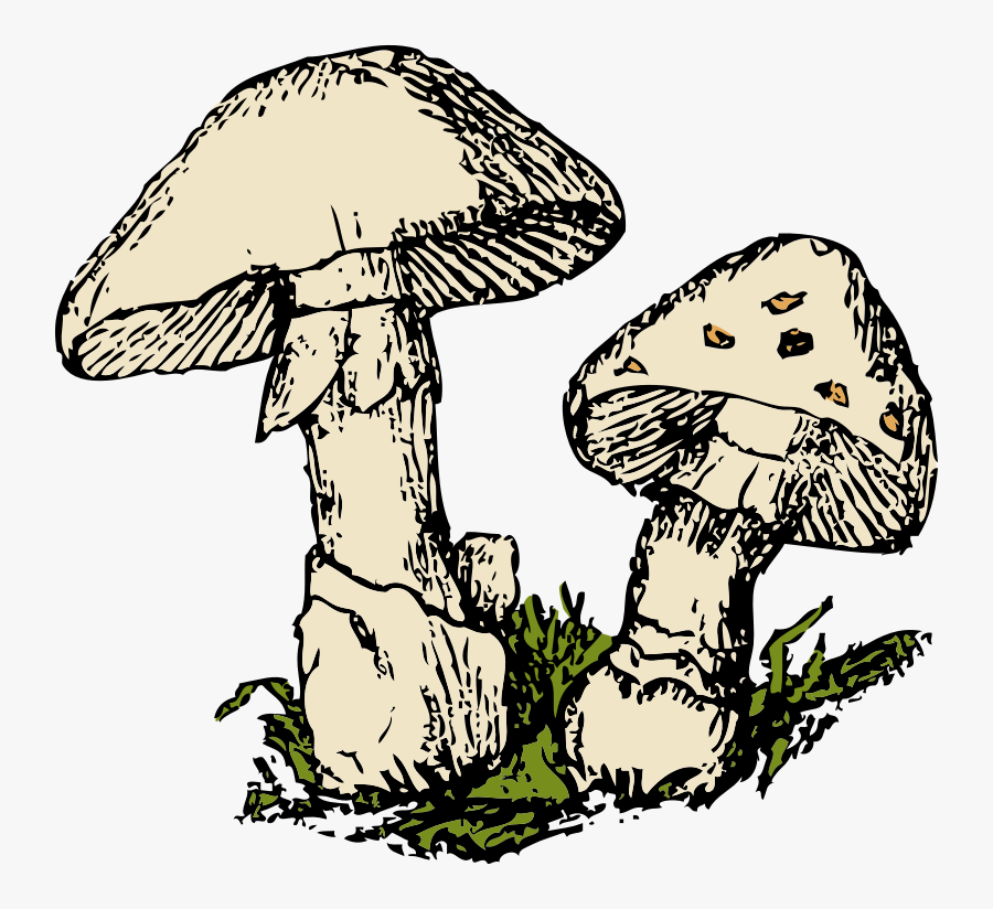 Transparent Mushrooms Png - Free Mushroom Clipart, Transparent Clipart