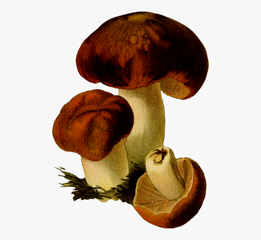 Mushroom,edible Mushroom,medicinal Mushroom - Fungi Png, Transparent Clipart