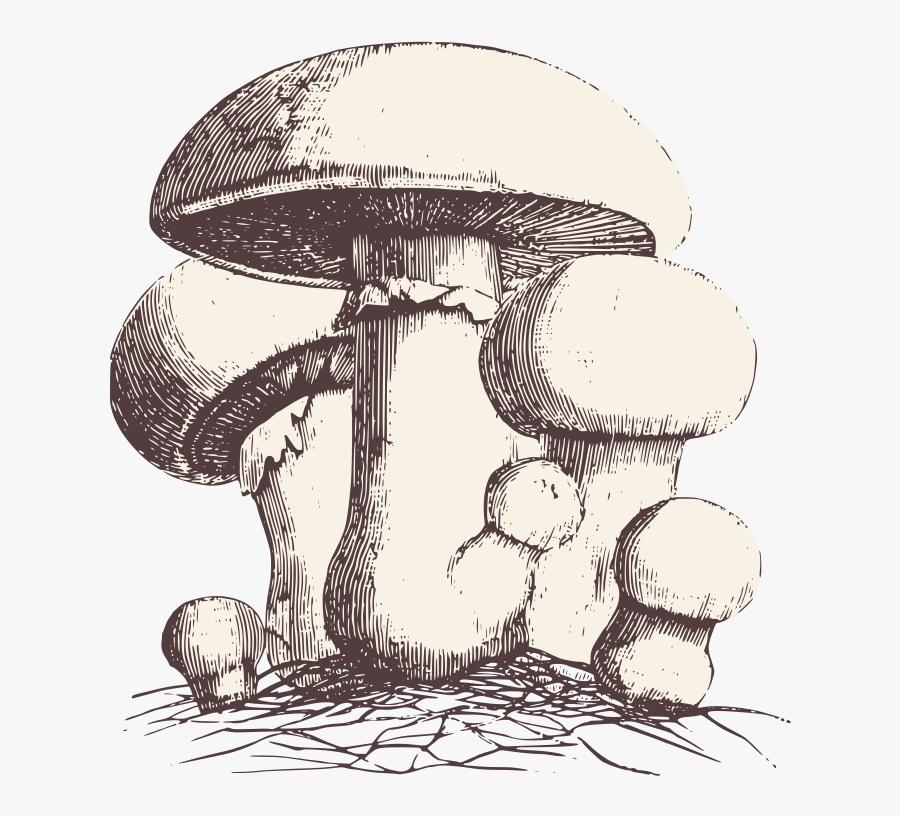 Common Meadow Mushroom - Alice In Wonderland Mushroom Drawing, Transparent Clipart