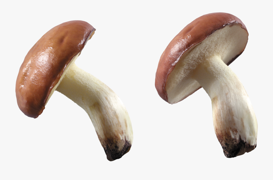 Thirty Isolated Stock Photo - Mushrooms Png, Transparent Clipart