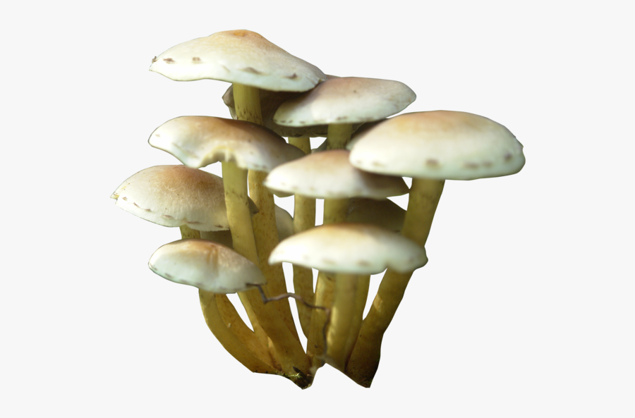 Mushroom Clip Art - Mushroom Png, Transparent Clipart