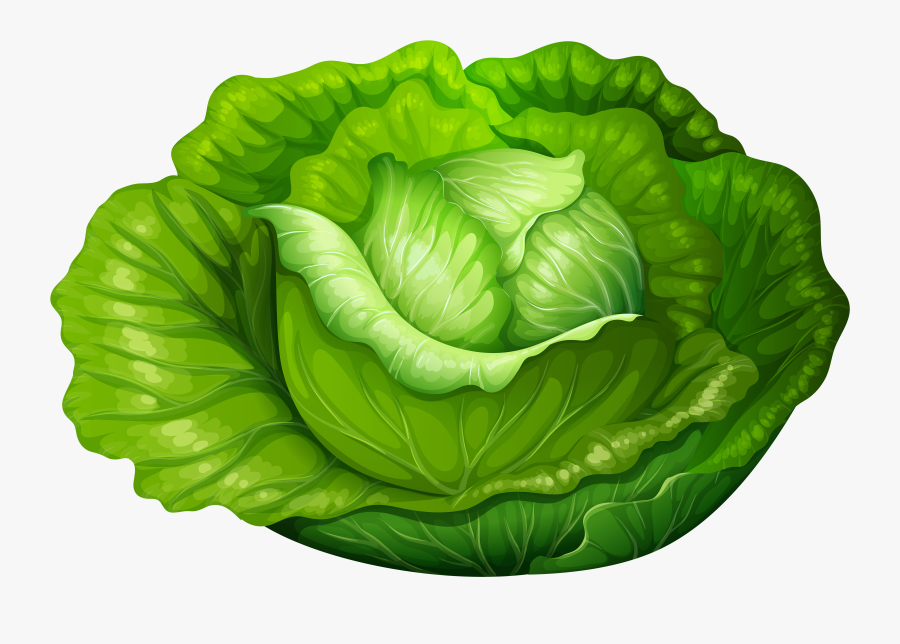 Transparent Salad Clip Art - Lettuce Clipart , Free Transparent ...