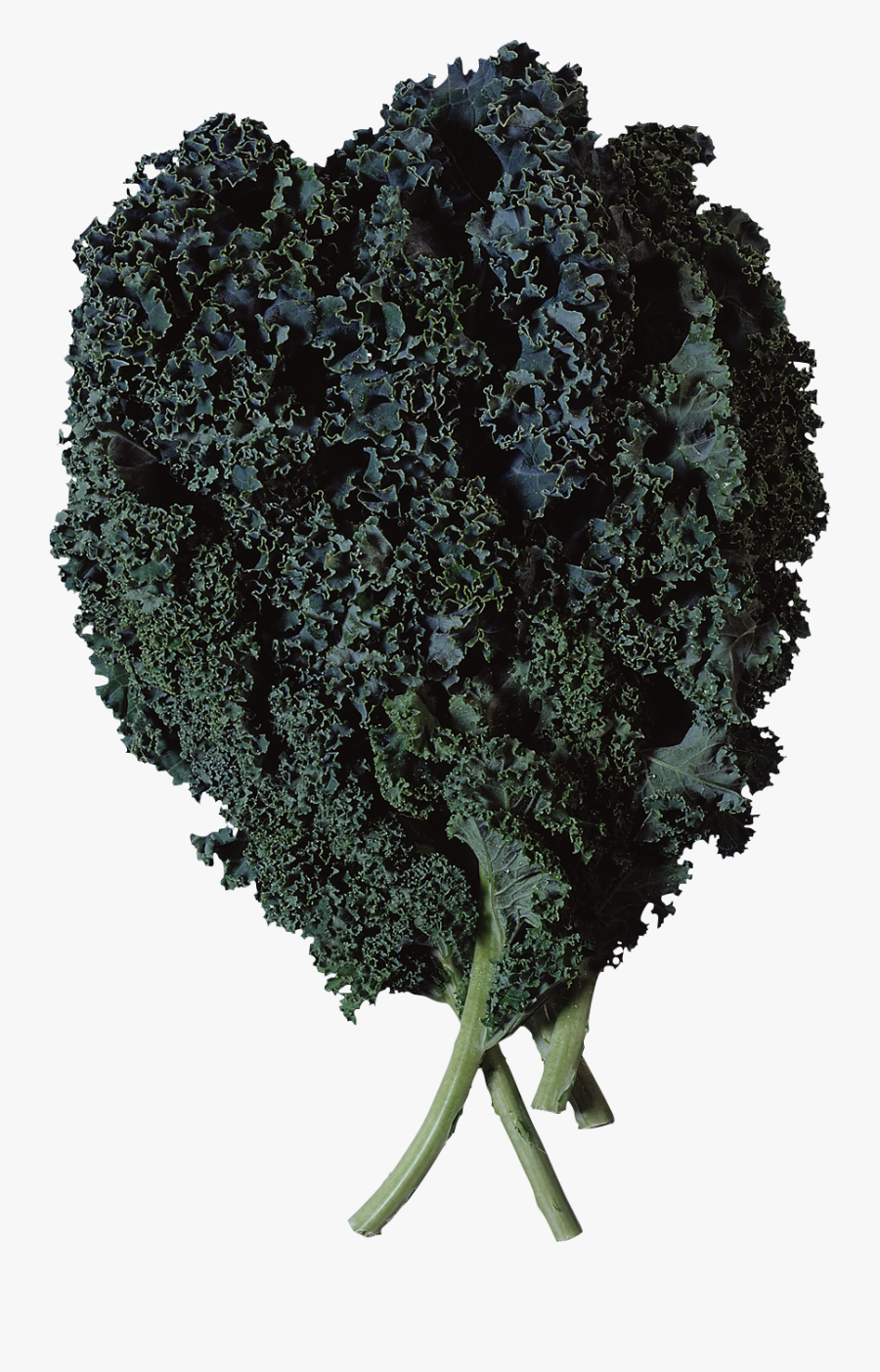 È Il Cavolo Nero, Transparent Clipart