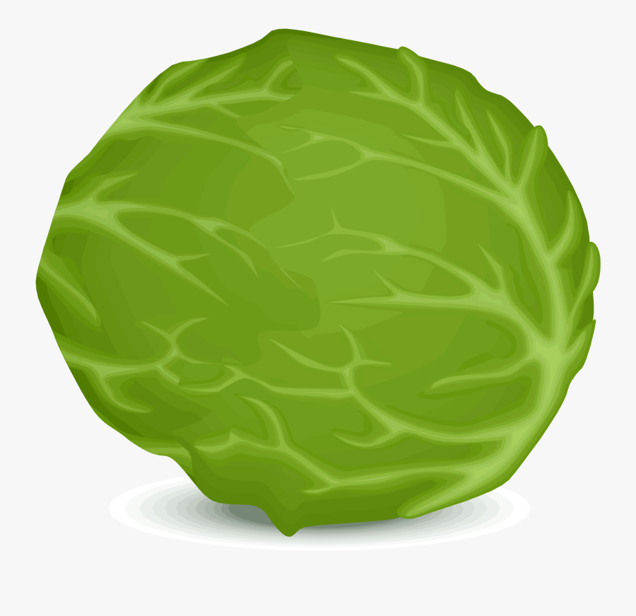 Iceberg Lettuce Vector Clipart Image - Iceberg Lettuce Vector Png, Transparent Clipart