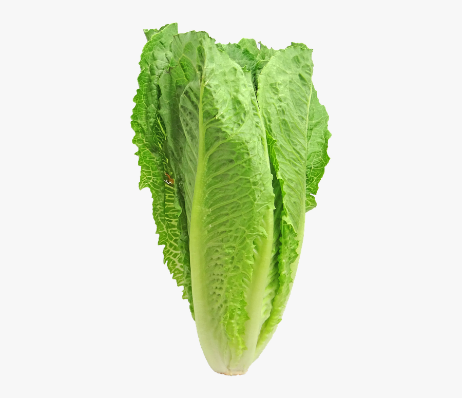 Lettuce Romaine Greens - Romaine Lettuce Vs Guns , Free Transparent Clipart...
