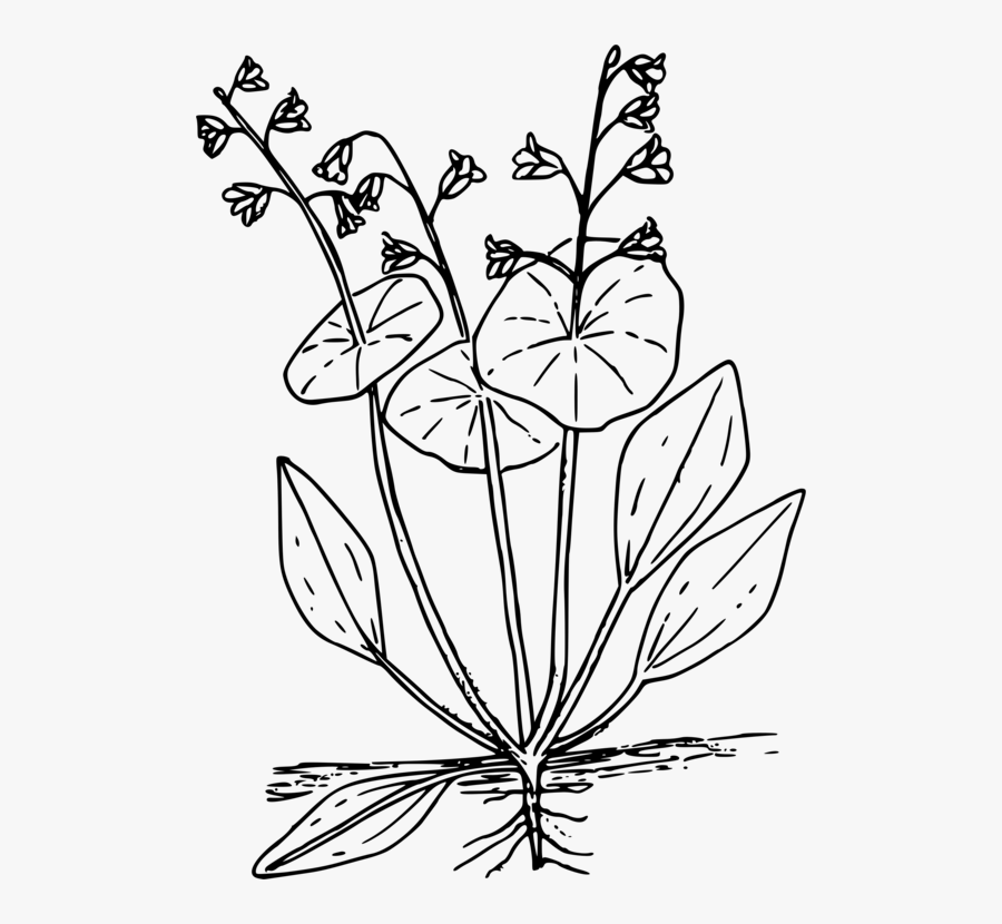 Miners Lettuce Clipart, Transparent Clipart