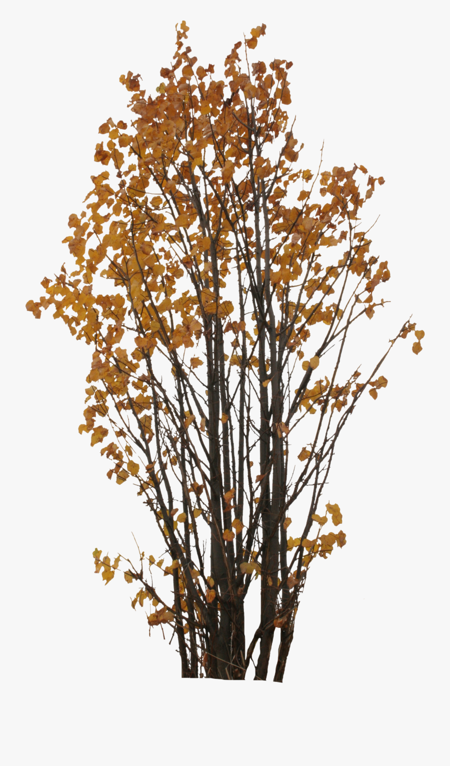 Autumn Tree Png Clipart Free Download , Png Download - Transparent Autumn Trees Png, Transparent Clipart