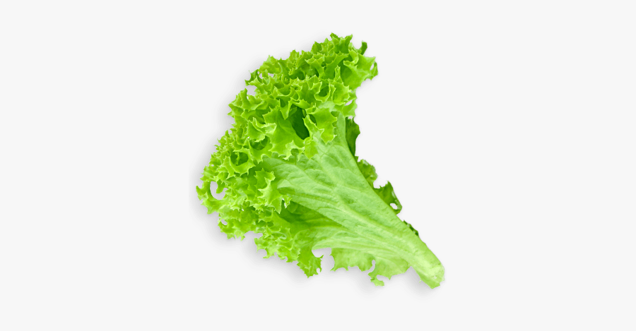 Lettuce Leaf Transparent Png - Lettuce Leaf Transparent Background, Transparent Clipart