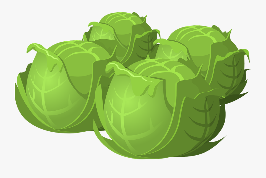 Cabbage, Salad, Vegetables, Food, Healthy, Vegetarian - Cabbage Cartoon Png, Transparent Clipart