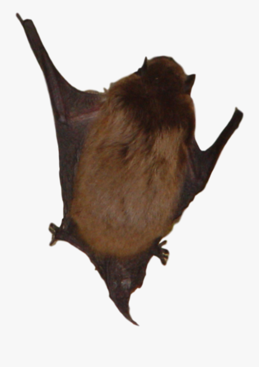 Clip Art Michigan Bat Control How - Bats In Michigan, Transparent Clipart