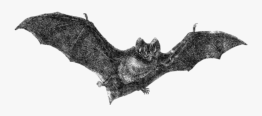 Bat Hanging Antique Illustration, Transparent Clipart