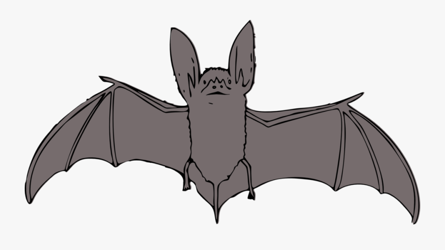 Ozark Big Eared Bat Drawings, Transparent Clipart