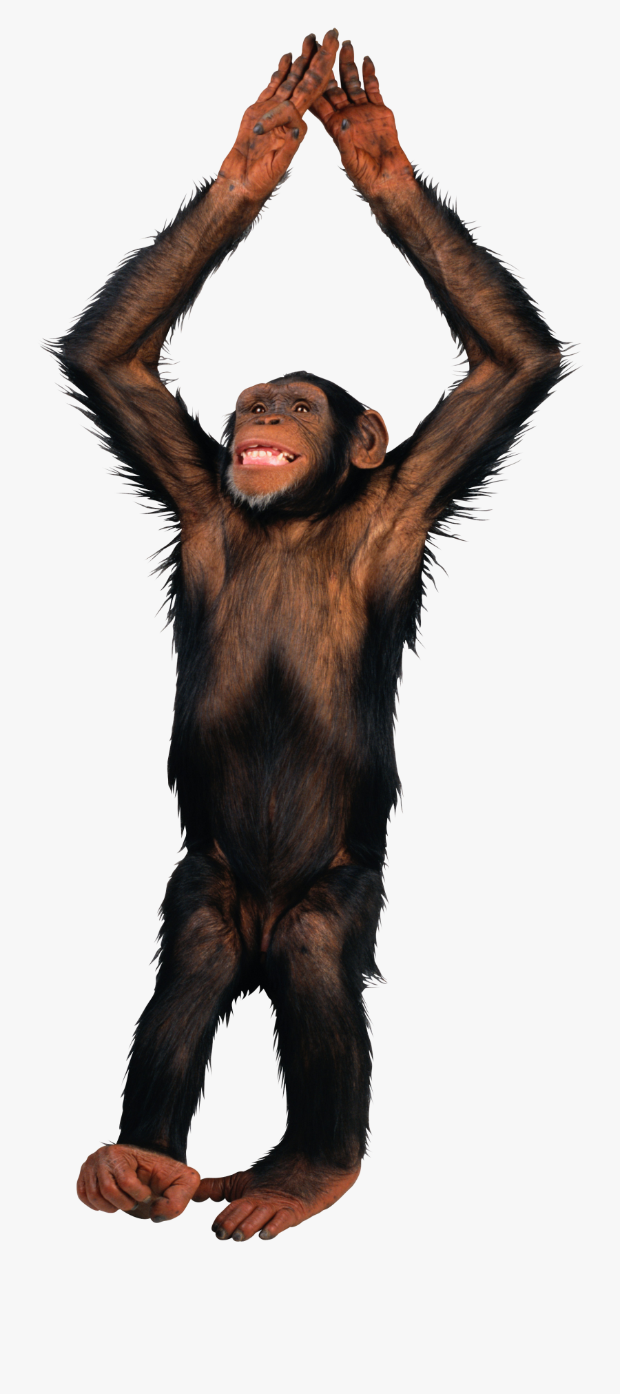 Free Monkey, Esl, School Projects, Clip Art - Monkey Png, Transparent Clipart