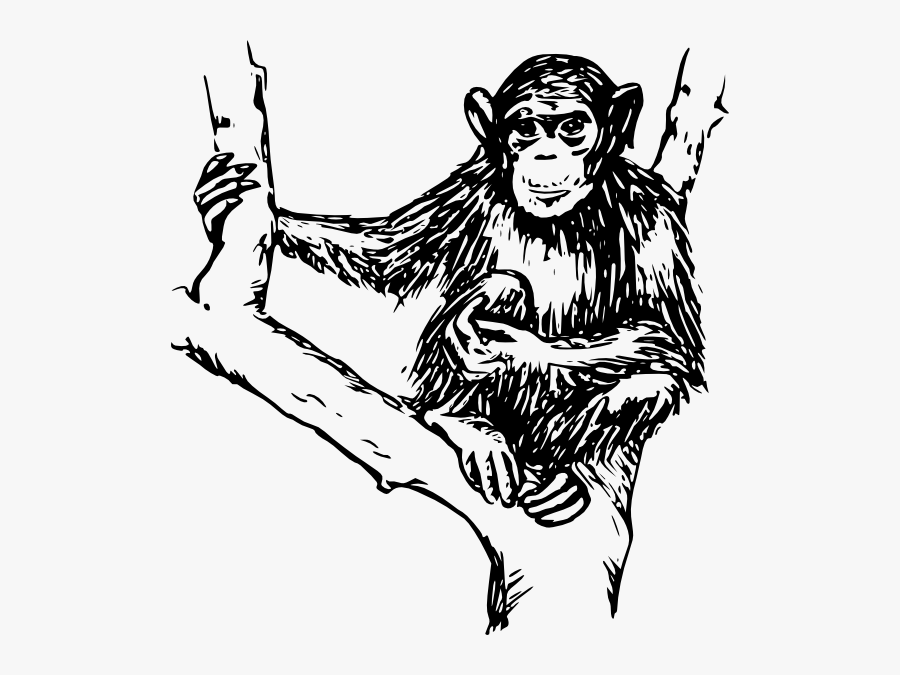 Chimpanzees In Black And White, Transparent Clipart
