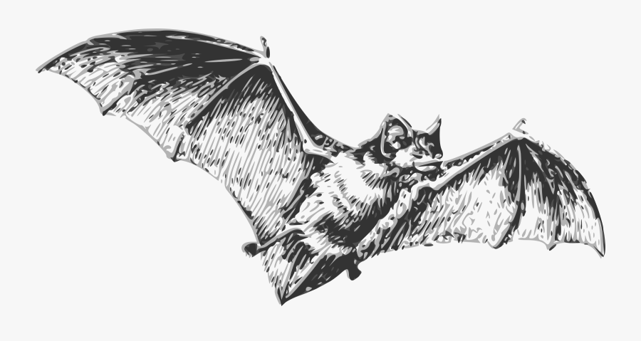 Visual Arts,bat,monochrome Photography - Bat Black And White, Transparent Clipart