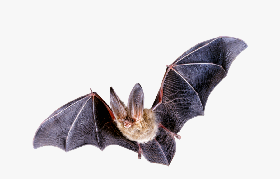 4 2 Halloween Bat Png Clipart - Northern Long Eared Bat Png, Transparent Clipart