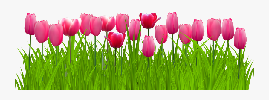 Tulips Png, Transparent Clipart
