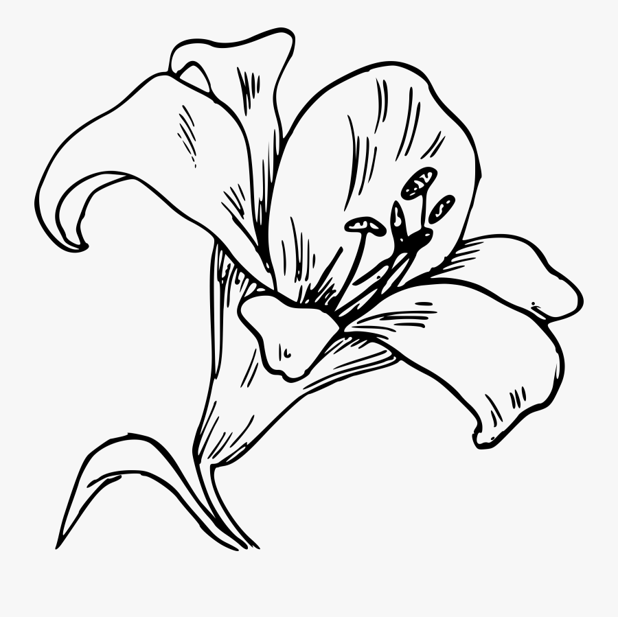 A Corolla Drawing Svg Clip Arts - Dibujos De La Orquídea, Transparent Clipart