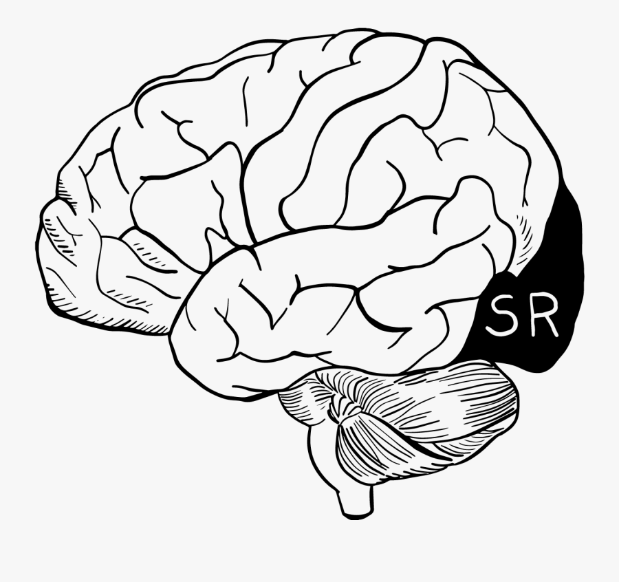 Transparent Brain Drawing Png - Cabbage, Transparent Clipart
