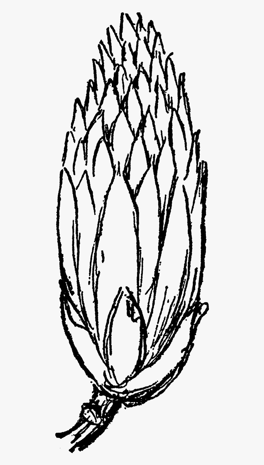 Flower Floral Wildflower Tulip Tree Blossom Digital - Sketch, Transparent Clipart