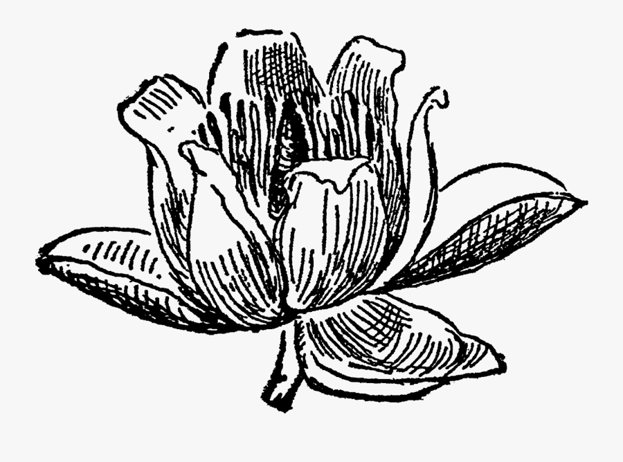 Tulip Tree Flower Blossom Drawing Digital Download - Sacred Lotus, Transparent Clipart