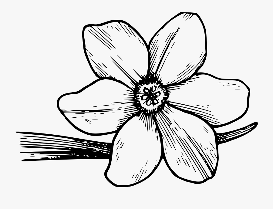 Clip Art Free Download On Melbournechapter - Azalea Coloring Page, Transparent Clipart