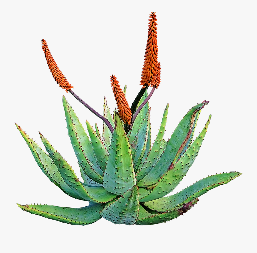 Clip Art Aloe Vera Watering - Planta De Aloe Vera Medicinal, Transparent Clipart
