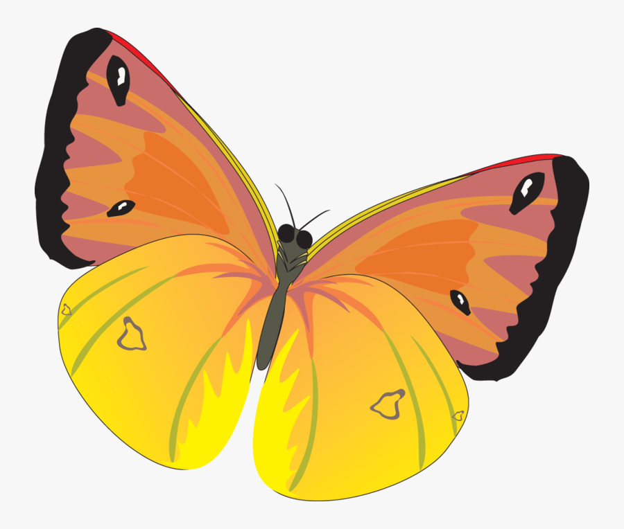 Transparent Eric Carle Butterfly Clipart - Бабочка Пнг, Transparent Clipart