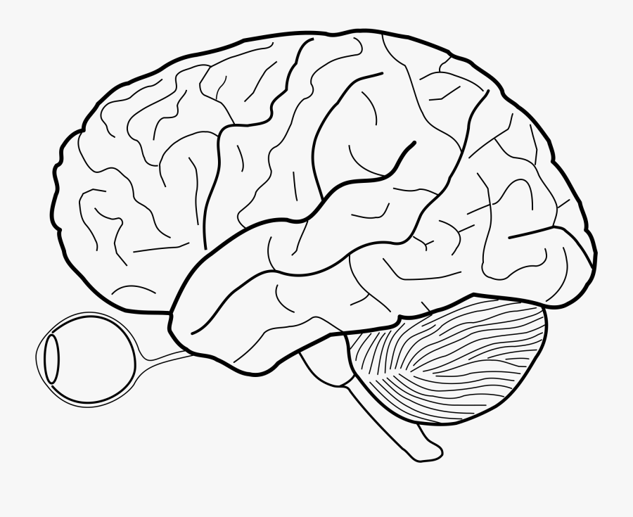 Brain Clipart Simple Drawn - Blank Brain Diagram, Transparent Clipart