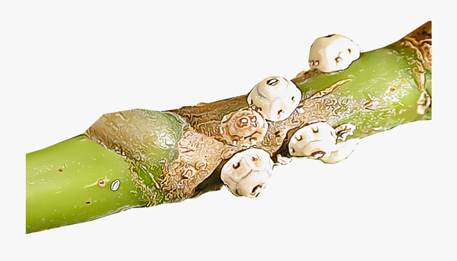 Transparent Scale Png - Caterpillar, Transparent Clipart