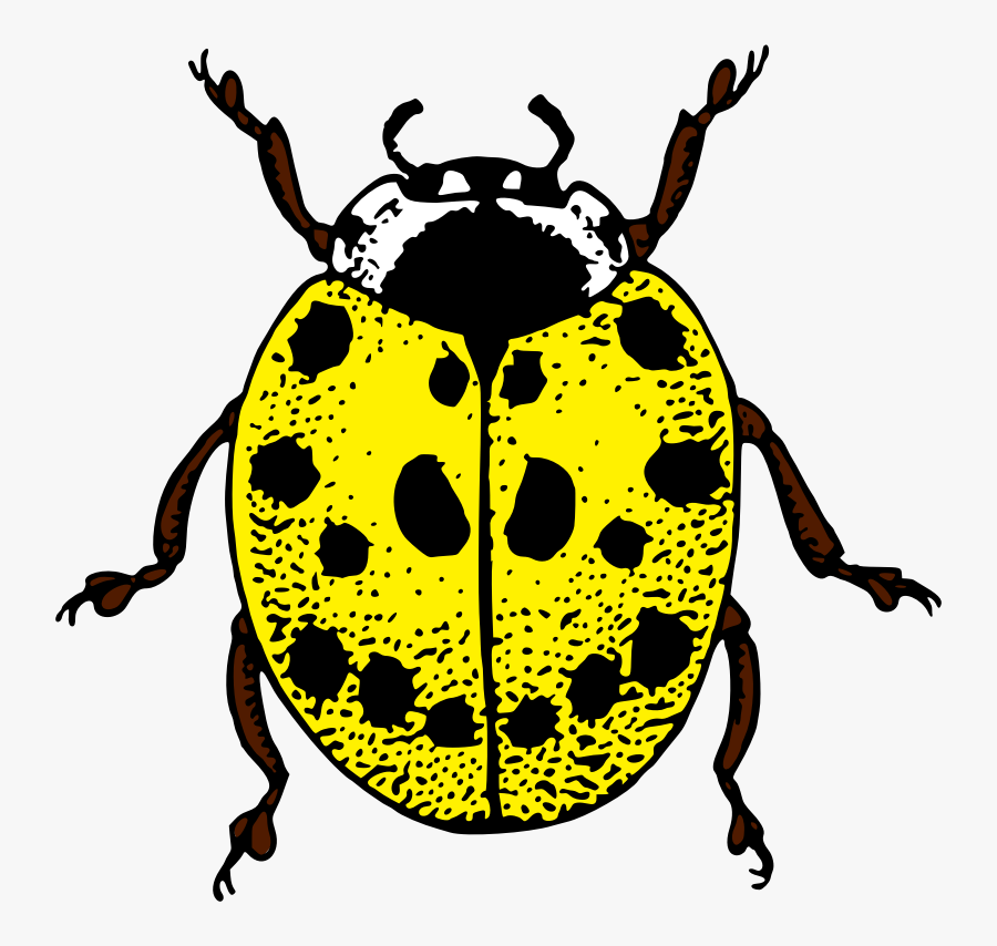 Ladybird - Ladybird Pictures To Colour, Transparent Clipart