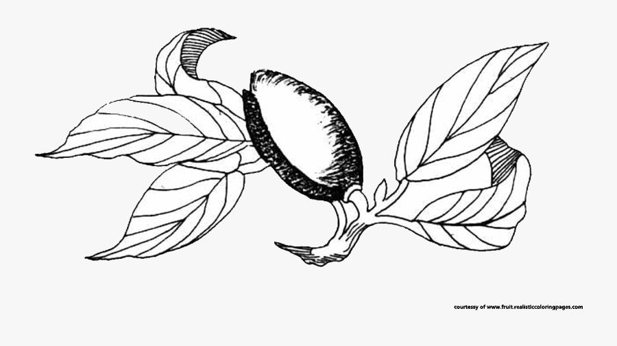 Almond Illustration Images Black And White - Almond Leaf Drawing Png, Transparent Clipart