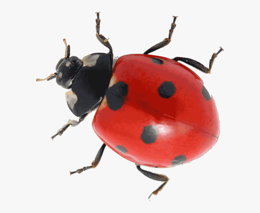 Ladybug Legs How Many, Transparent Clipart