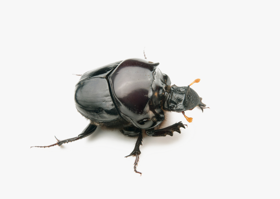 Dung Beetle Transparent Background, Transparent Clipart