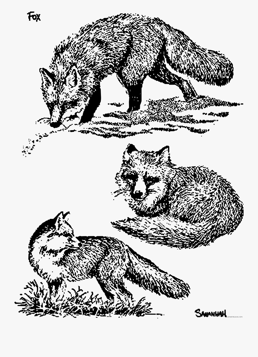 Transparent Fox Clipart Black And White - Fox Drawings Black And White Png, Transparent Clipart