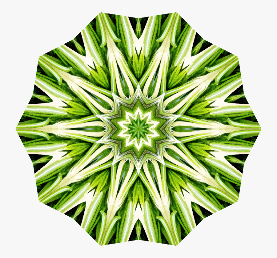 Plant,flora,leaf, Transparent Clipart