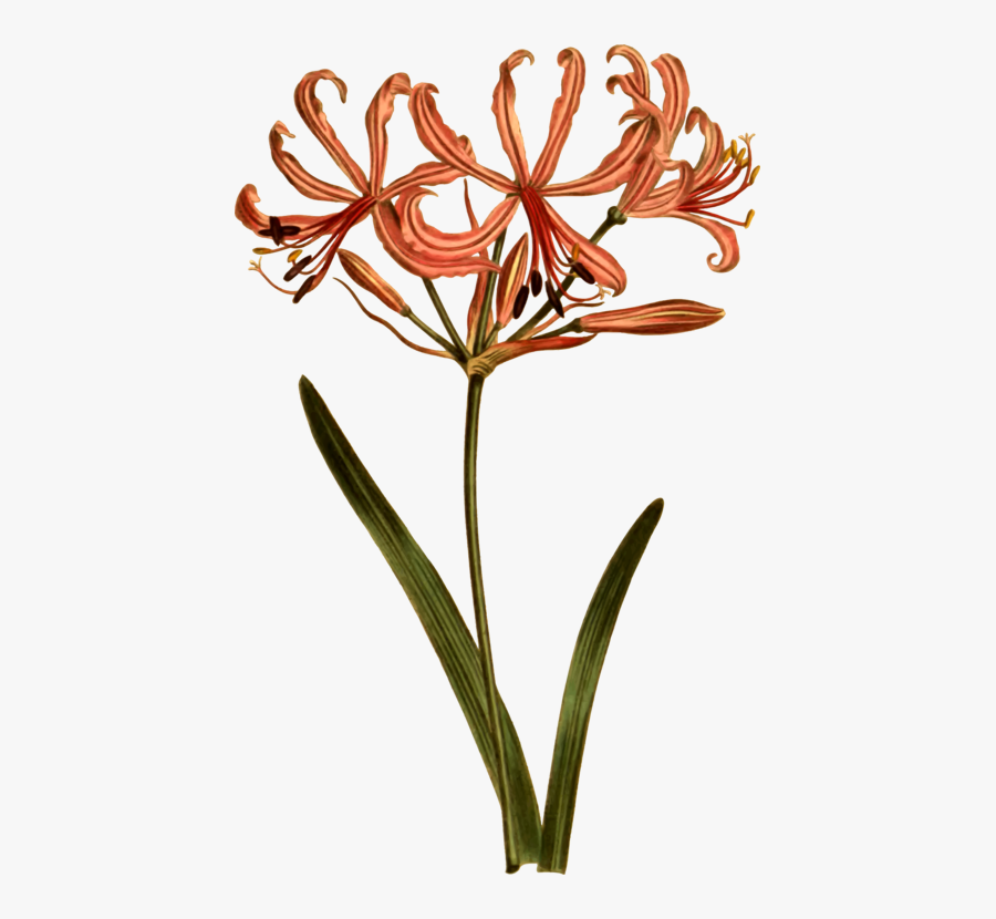 Plant,flora,petal - Botany Family Clipart, Transparent Clipart