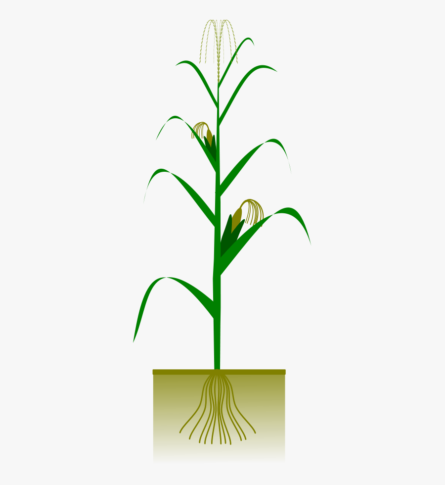 Maize Plant Clipart - Breeding For Insect Resistance, Transparent Clipart