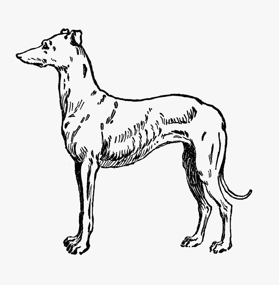 Digital Stamp Design - Whippet, Transparent Clipart