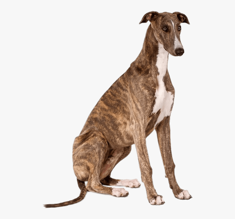 Greyhound Sitting - Galgo Png, Transparent Clipart