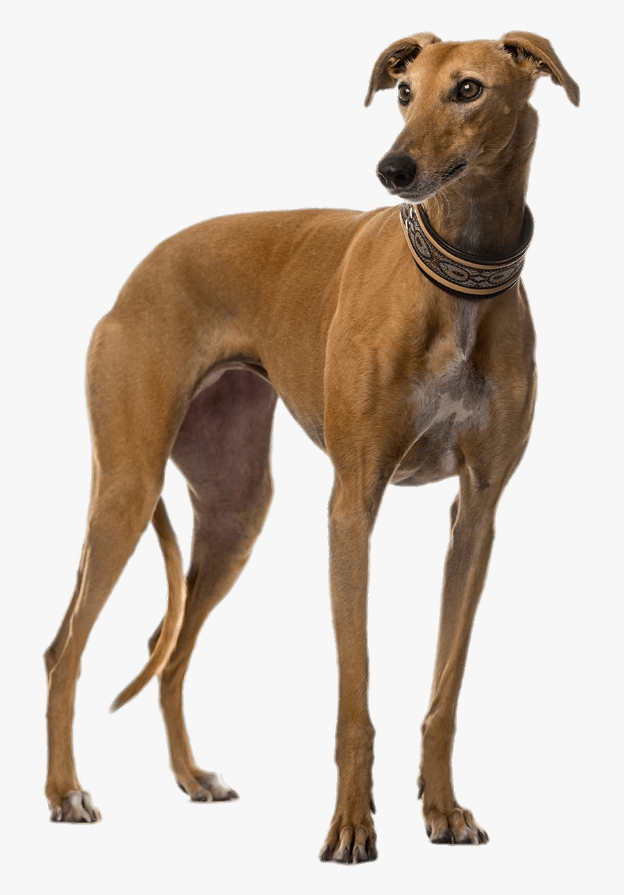 Brown Greyhound - Galgo Png, Transparent Clipart