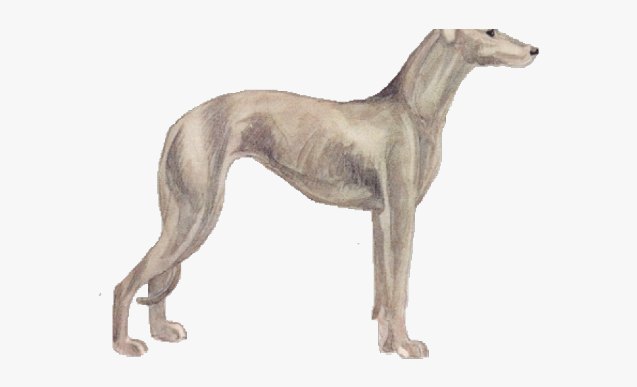 Greyhound Clipart Greyhound Bus - Rampur Greyhound, Transparent Clipart