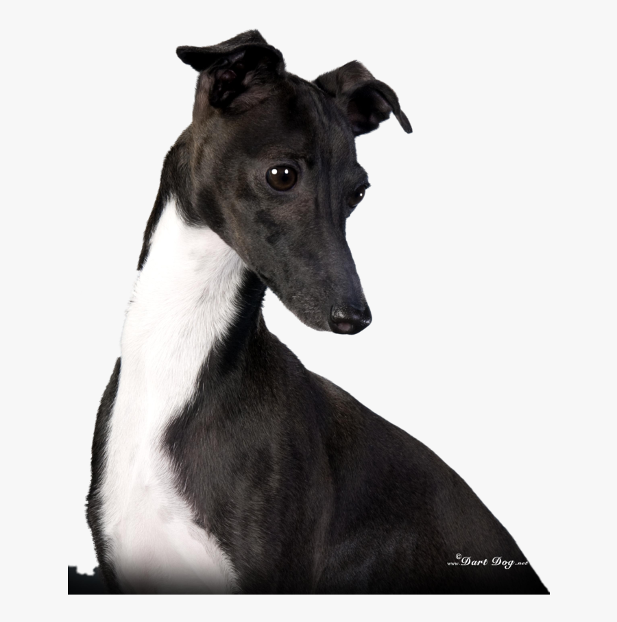 Clip Art Whippets And More Pinterest - Magyar Agár, Transparent Clipart