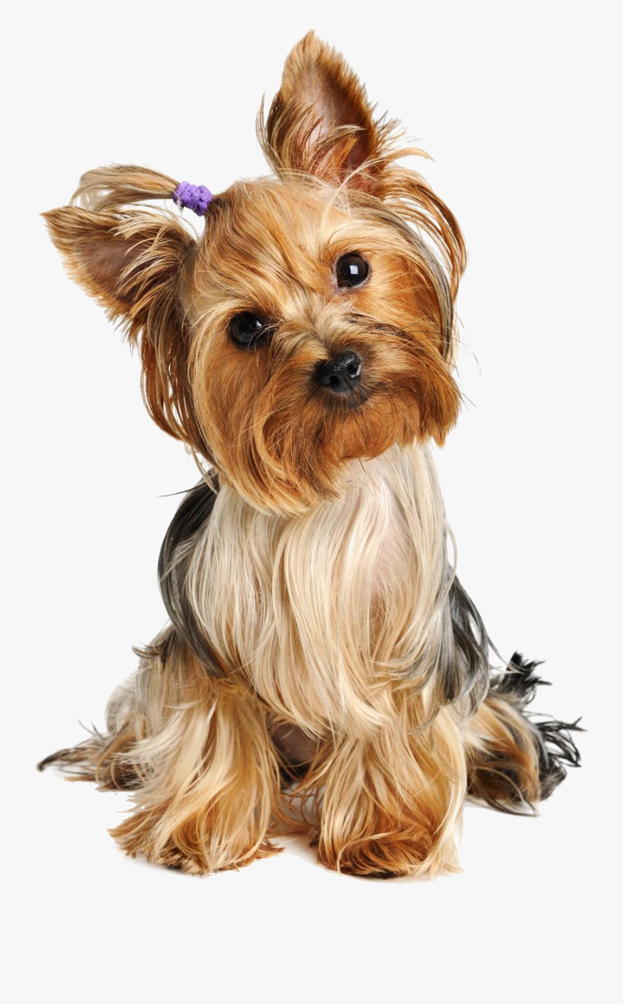 Pigtail Labrador Terrier Greyhound Yorkshire American - Yorkshire Terrier Png, Transparent Clipart