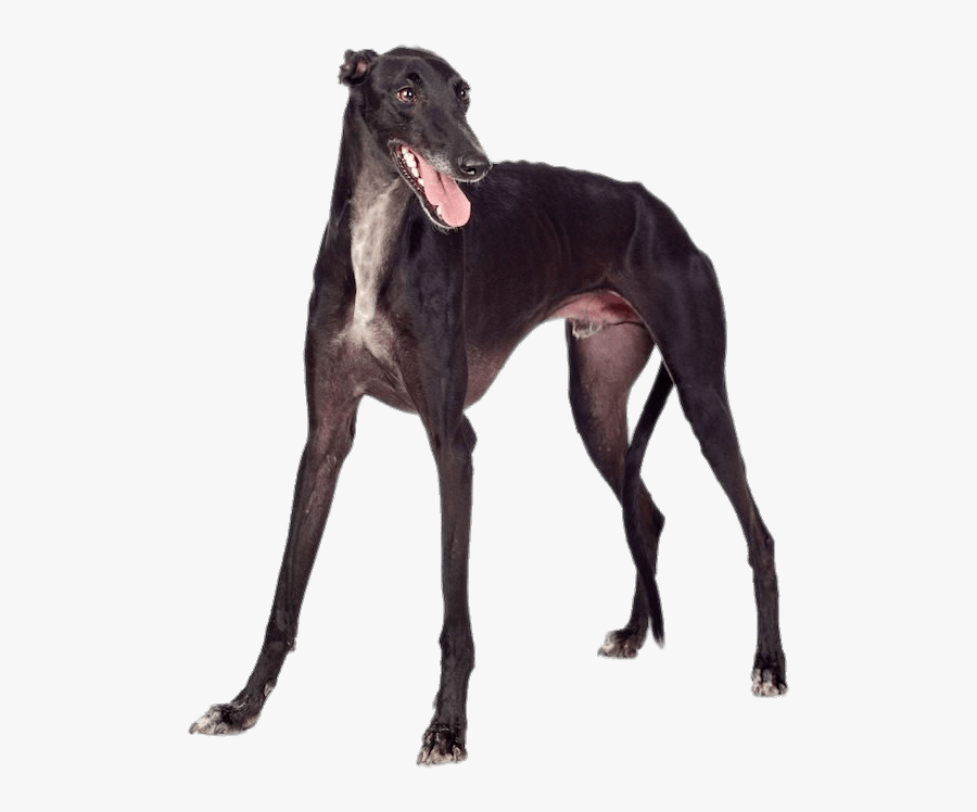 Greyhound Png, Transparent Clipart