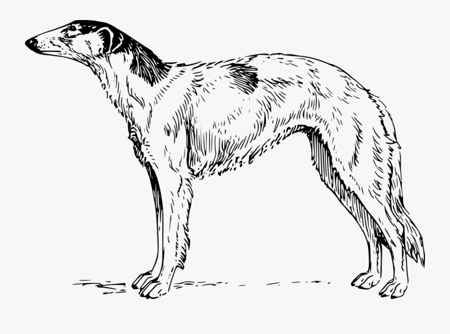 Line Art,wildlife,longdog, Transparent Clipart