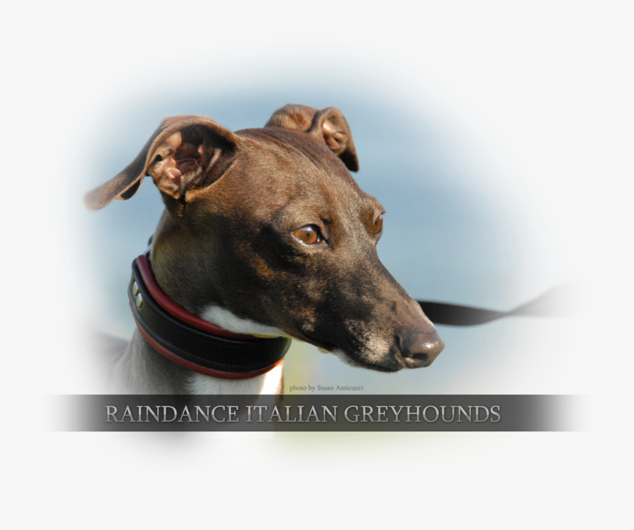Clip Art Raindance Greyhounds Ny Breeders - Magyar Agár, Transparent Clipart